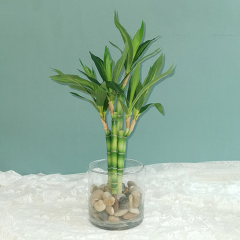 Aquarium Fish To Buy - Neue 40 cm rFtificial Lucky Bamboo