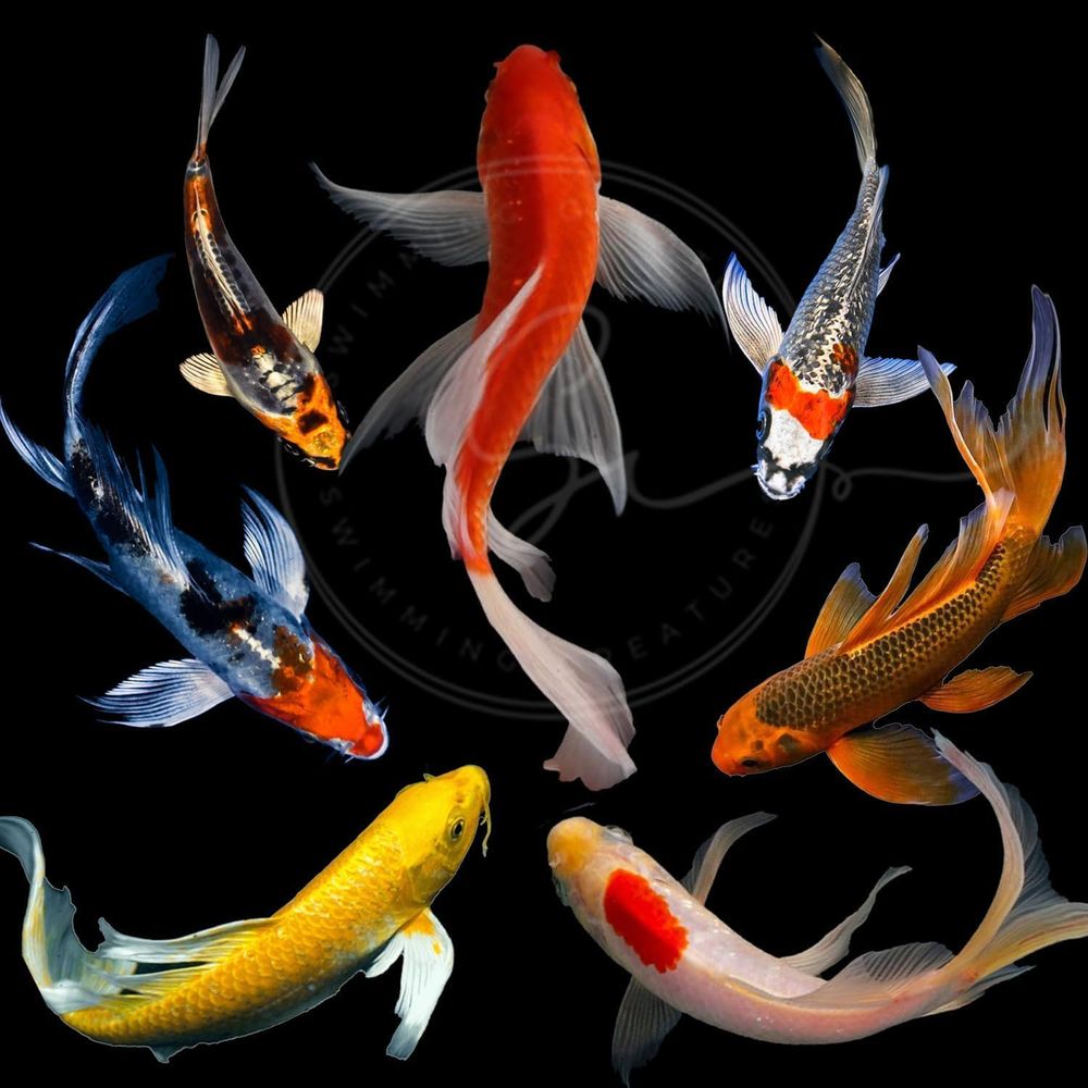 Aquarium Fish Koi - Lebende Koi-Fische in verschiedenen Farben für