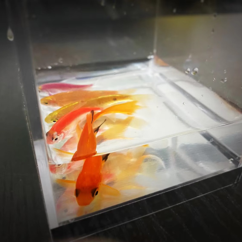 Aquarium Fish For Beginners - Mystic Aquarium von J.C Magic Kleine
