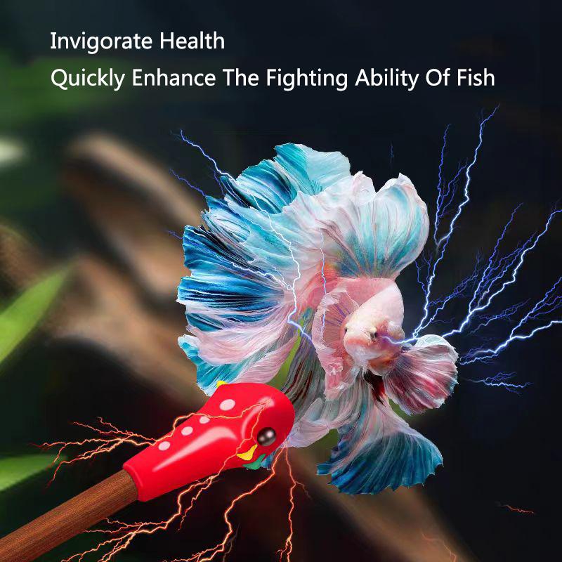 Aquarium Betta Training Zauber – Aquarium Fish For Beginners Bewertung und Preis