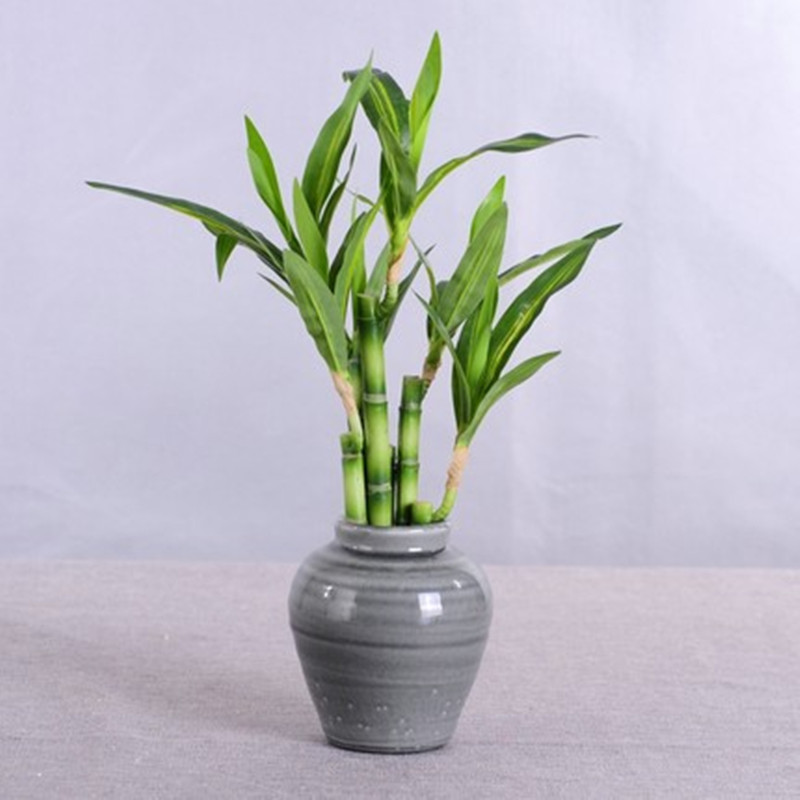 Neue 40 cm rFtificial Lucky Ba – Aquarium Fish To Buy Bewertung und Preis