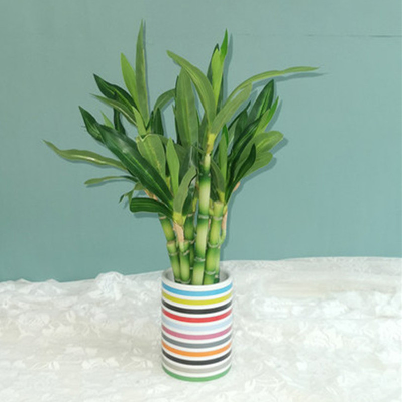 Neue 40 cm rFtificial Lucky Ba – Aquarium Fish To Buy Bewertung und Preis