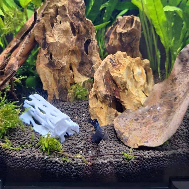 Aquarium Hohle Versteckhöhle F – Aquarium Fish Hideout Bewertung und Preis