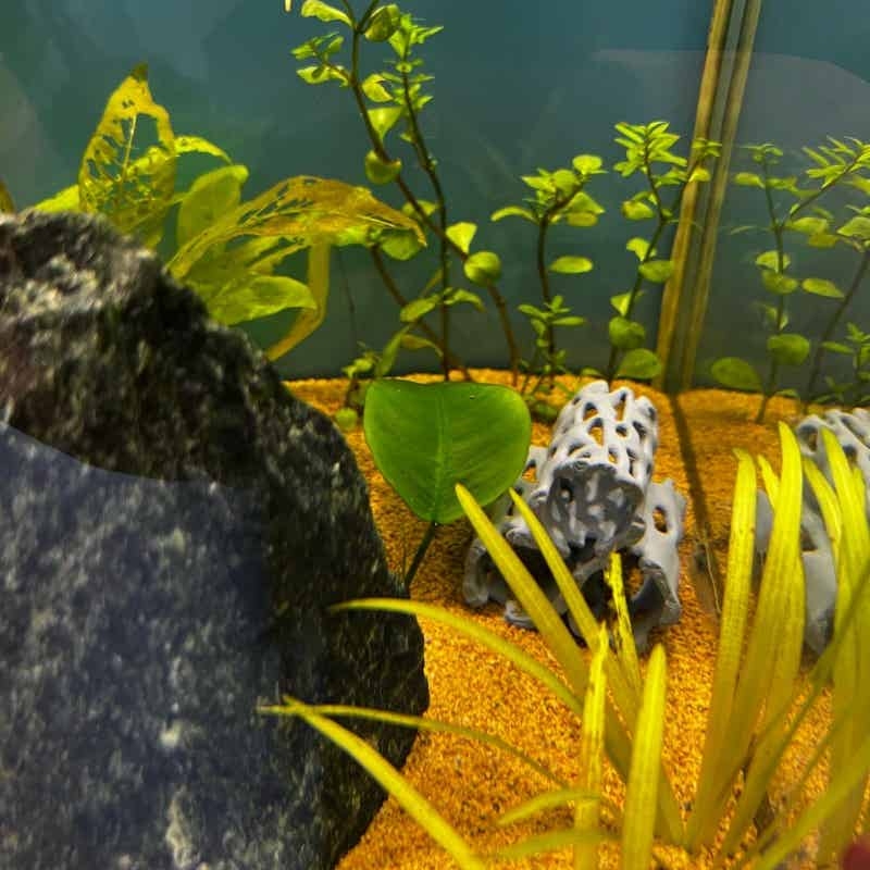 Aquarium Hohle Versteckhöhle F – Aquarium Fish Hideout Bewertung und Preis