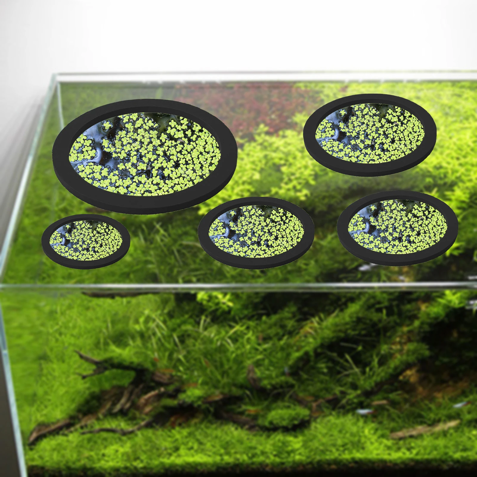 5Pcs EVA Fisch Fütterung Ring  – Aquarium Fish To Buy Bewertung und Preis