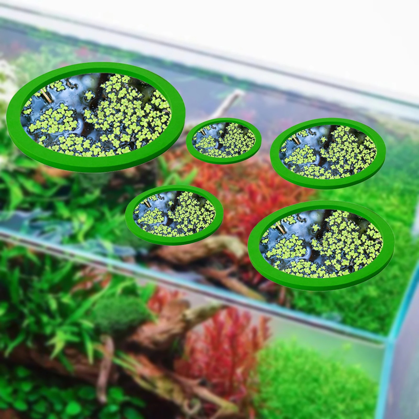 5Pcs EVA Fisch Fütterung Ring  – Aquarium Fish To Buy Bewertung und Preis