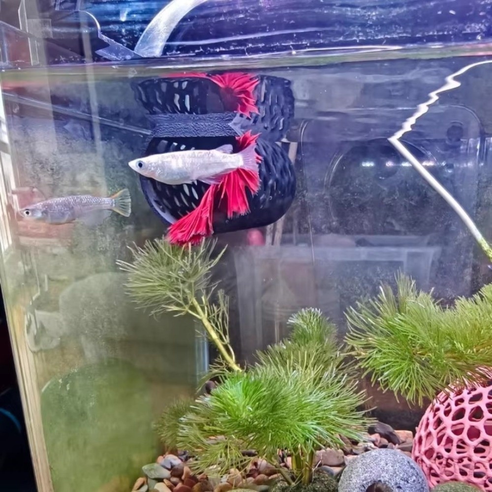 Aquarium-Tunnel Fischversteck  – Aquarium Fish Hideout Bewertung und Preis
