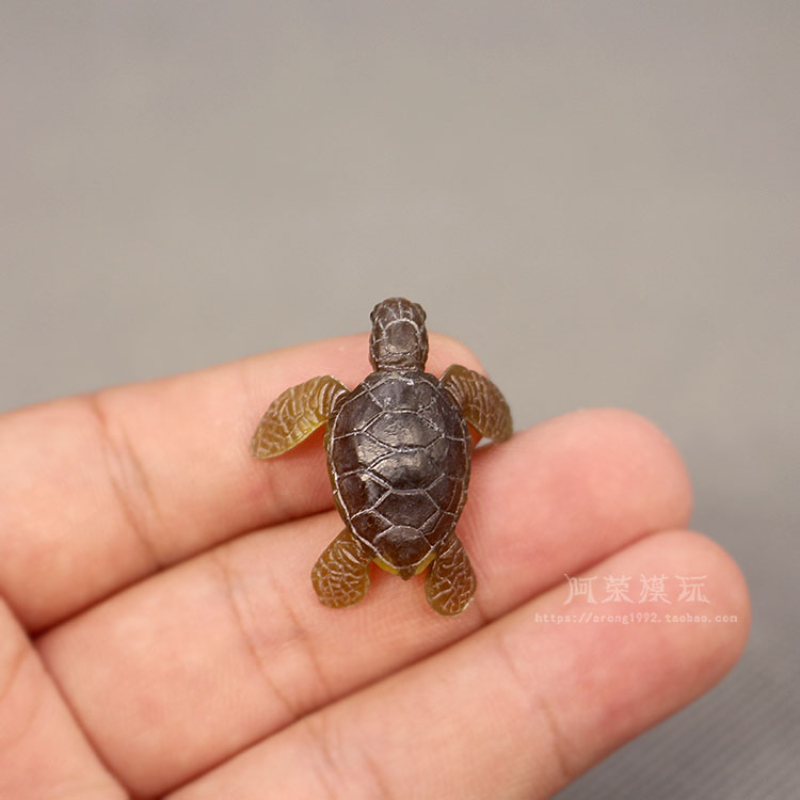 Marine Leben Meer Schildkröte  – Aquarium Fish Japan Bewertung und Preis