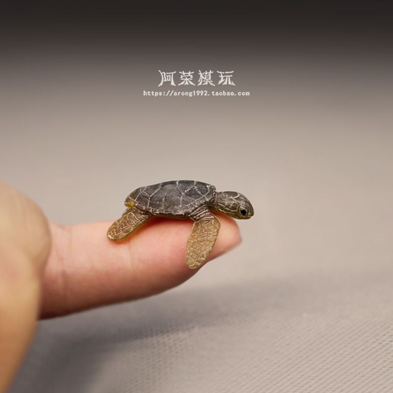 Marine Leben Meer Schildkröte  – Aquarium Fish Japan Bewertung und Preis