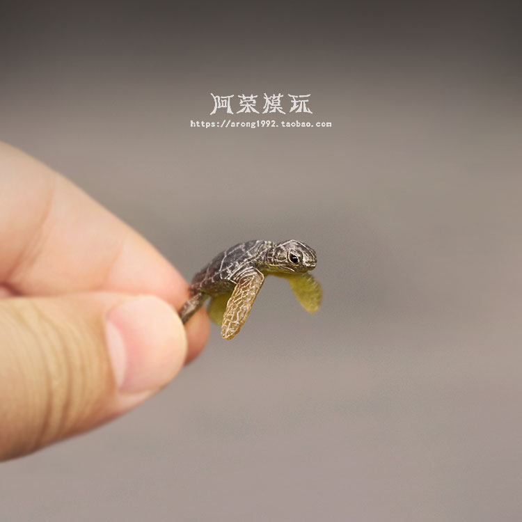 Marine Leben Meer Schildkröte  – Aquarium Fish Japan Bewertung und Preis