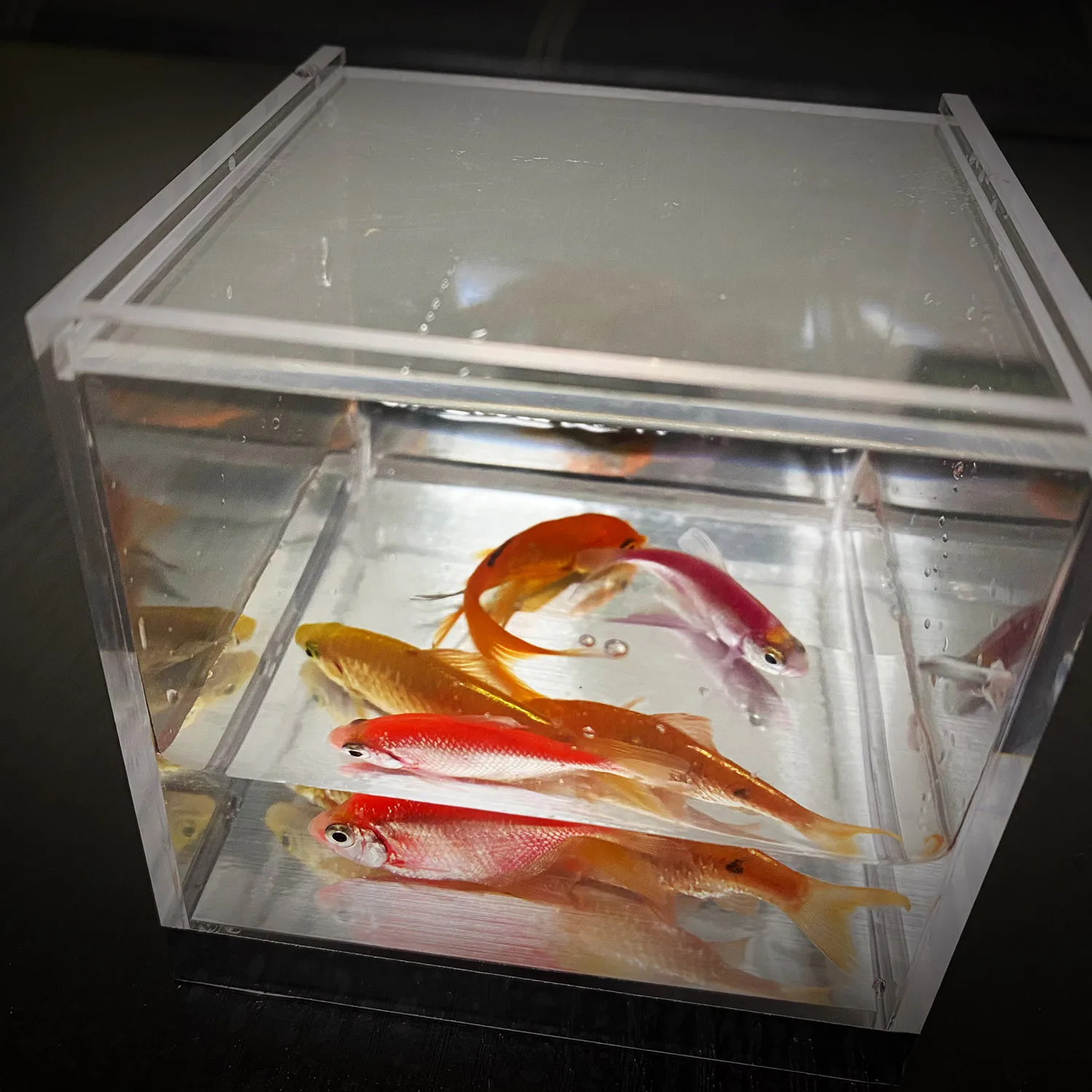 Mystic Aquarium von J.C Magic  – Aquarium Fish For Beginners Bewertung und Preis