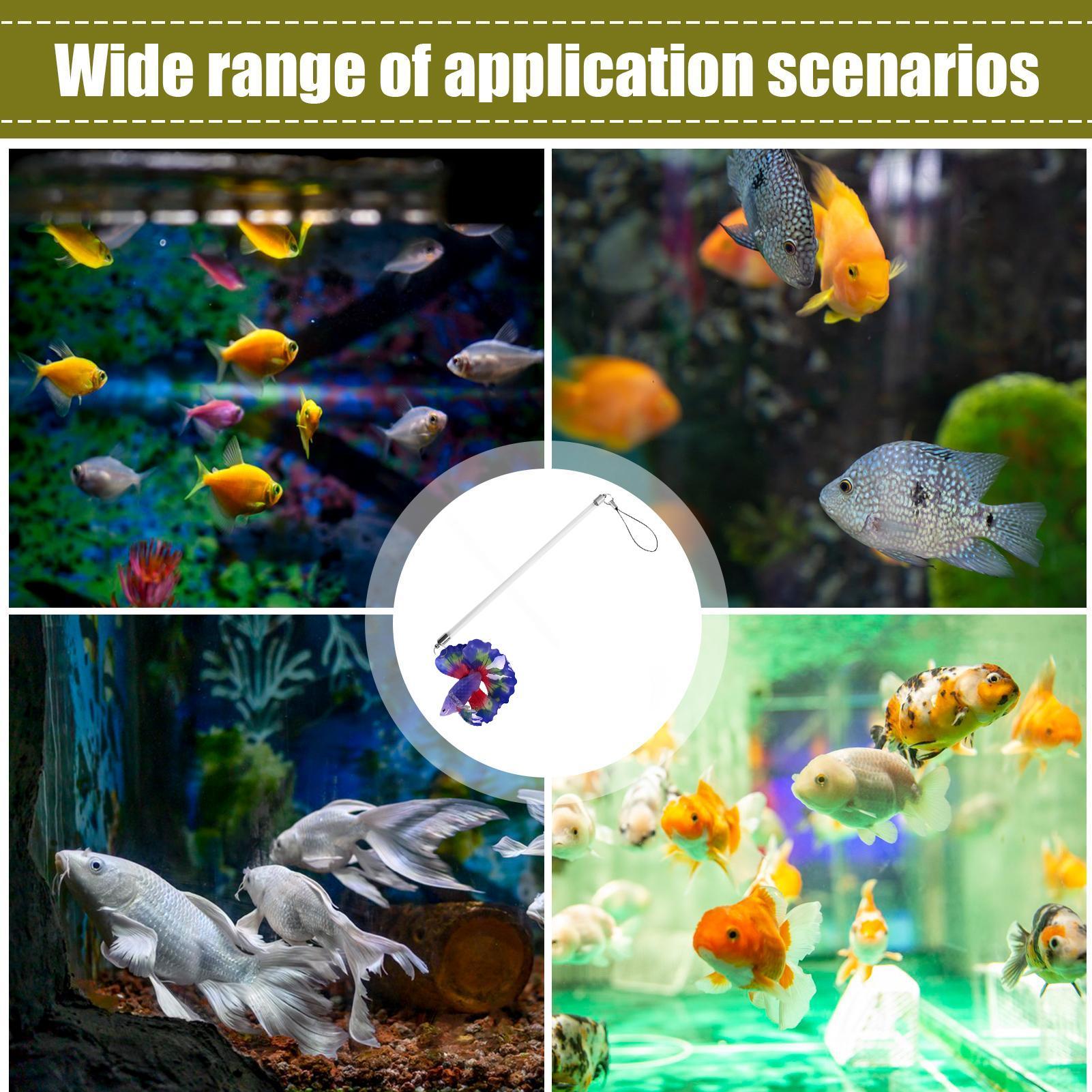 Fisch-Trainingsstab für Betta, – Aquarium Fish For Beginners Bewertung und Preis