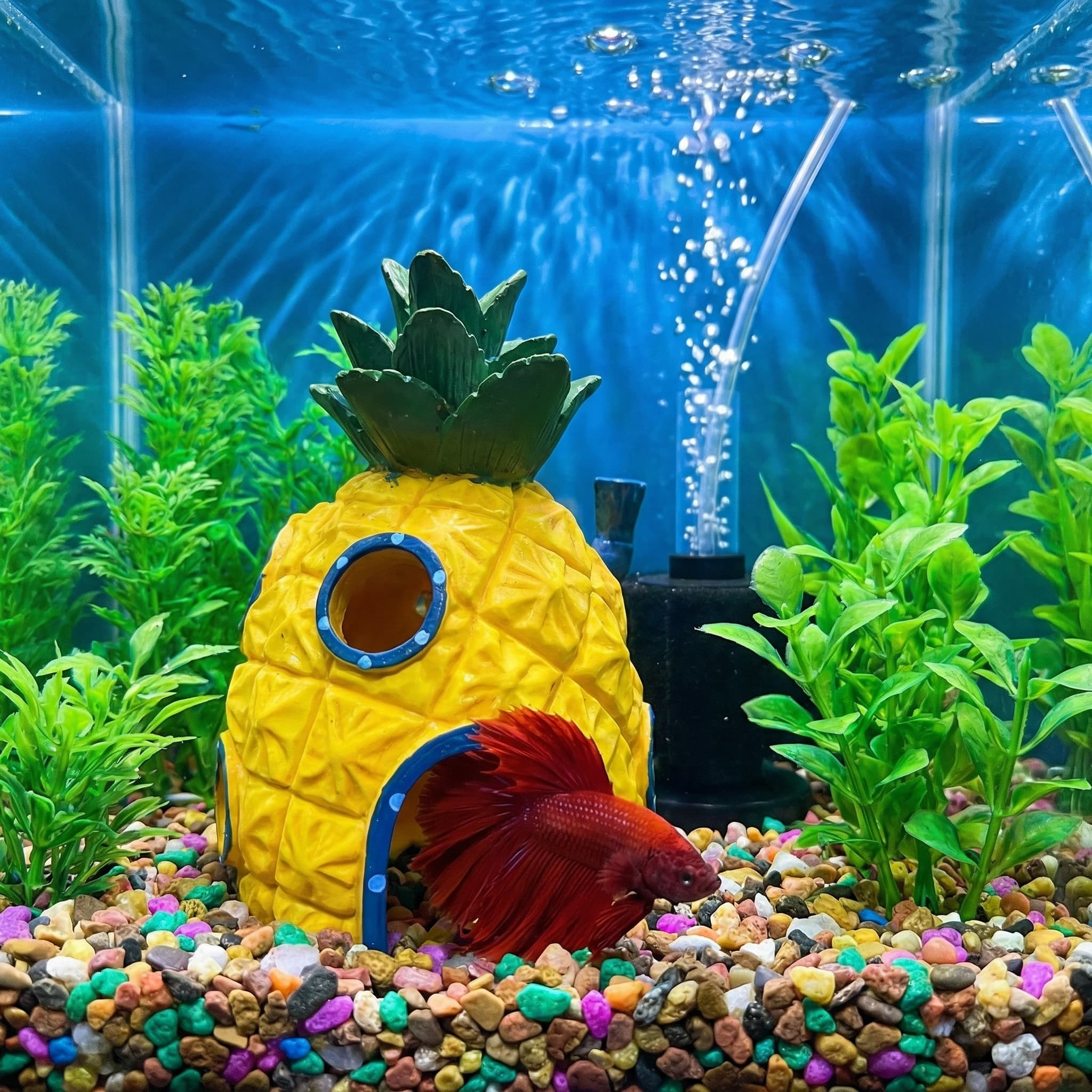 Ananas-Haus-Aquarium-Dekoratio – Aquarium Fish Hideout Bewertung und Preis